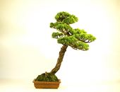 五葉松盆栽 大品盆栽 一覧 | 五葉松 専門盆栽園 松風園(しょうふうえん