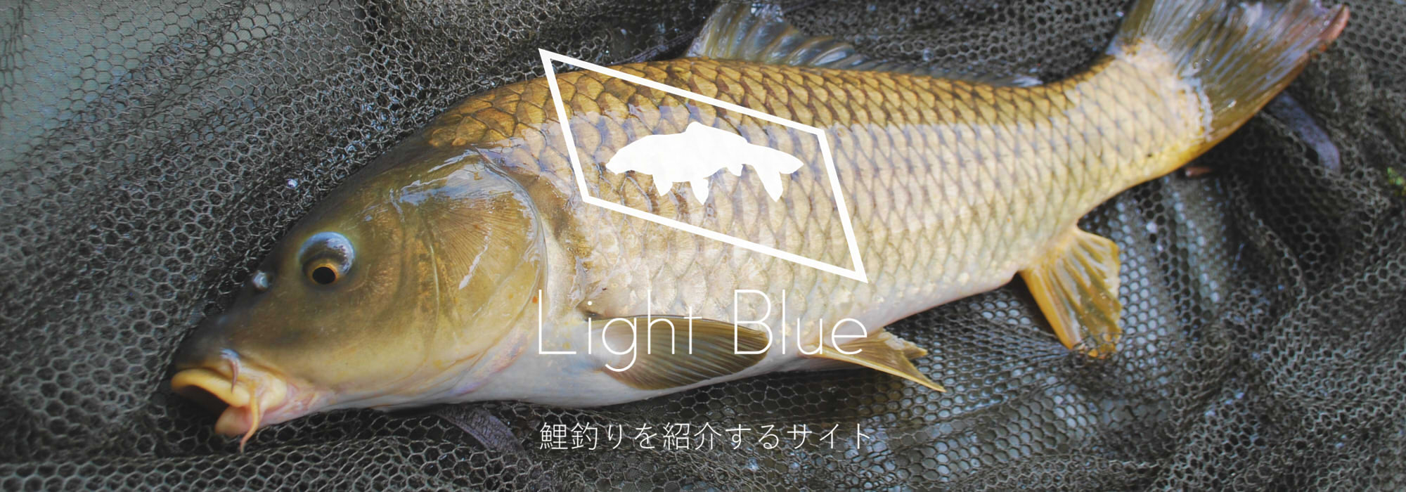 鯉釣り釣行記No.85「夏の川鯉」｜Light Blue