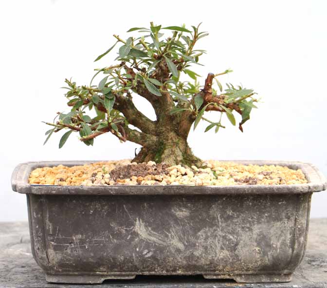 10cm以上 20cm未満 : ヤマカ園芸, 皐月販売