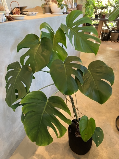 斑入りモンステラ｜スタッフブログ｜ジェイウッド｜HANAMIZUKI green