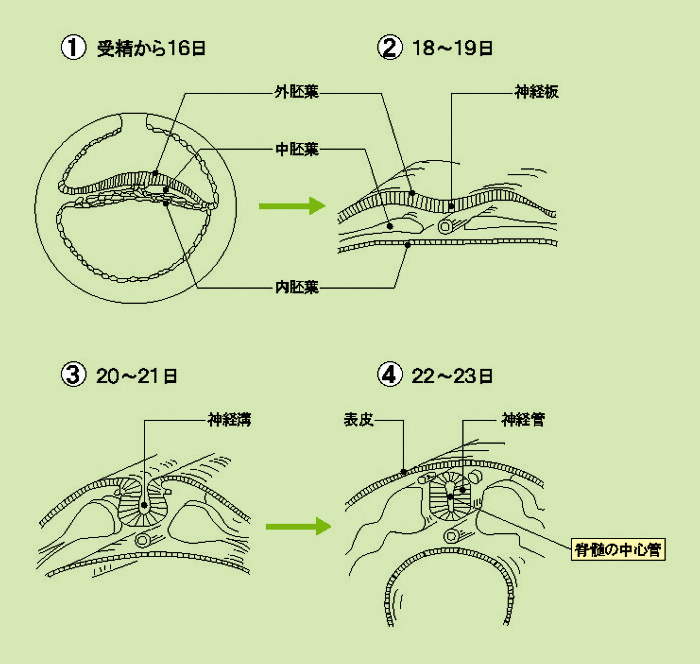 1501夜 『皮膚-自我』 ディディエ・アンジュー − 松岡正剛の千夜千冊