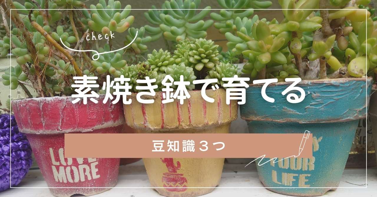 必見！素焼き鉢で多肉を可愛く育てる豆知識3つ集めました｜東京多肉