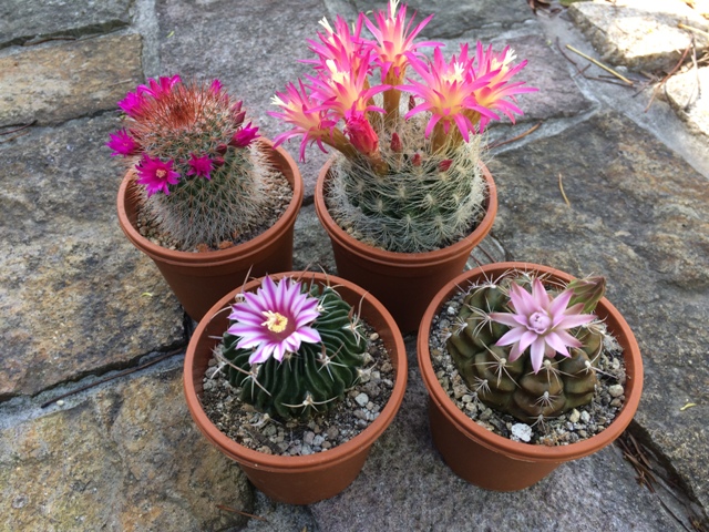 花サボテンの種類と育て方（旧ロビビア・エキノプシスなど）