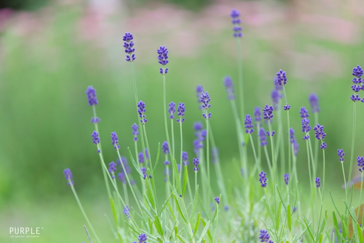 タムロン180mmF3.5Macroは究極の花撮り用マクロレンズ。 - たびハック