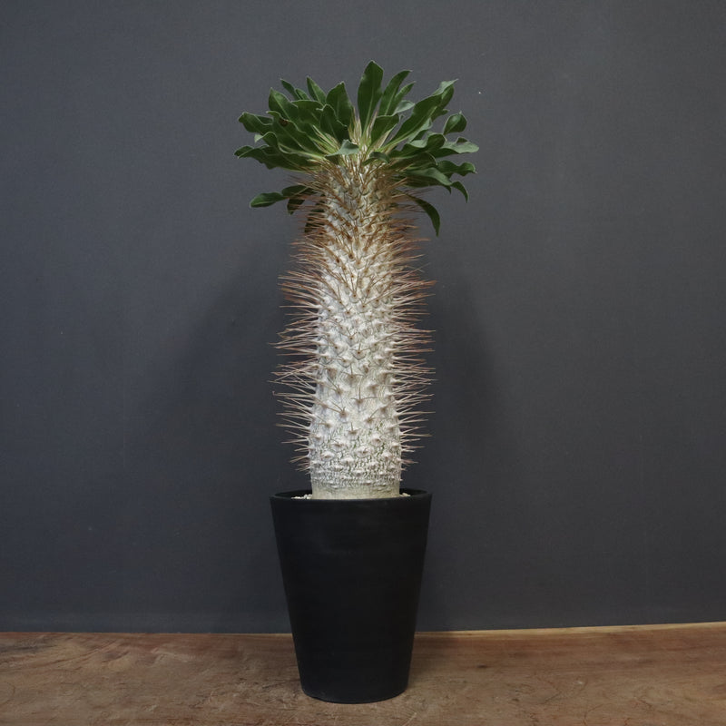 P.ナマクアナム 光堂（接木株）3 – TaiShoDo ONLINE SHOP