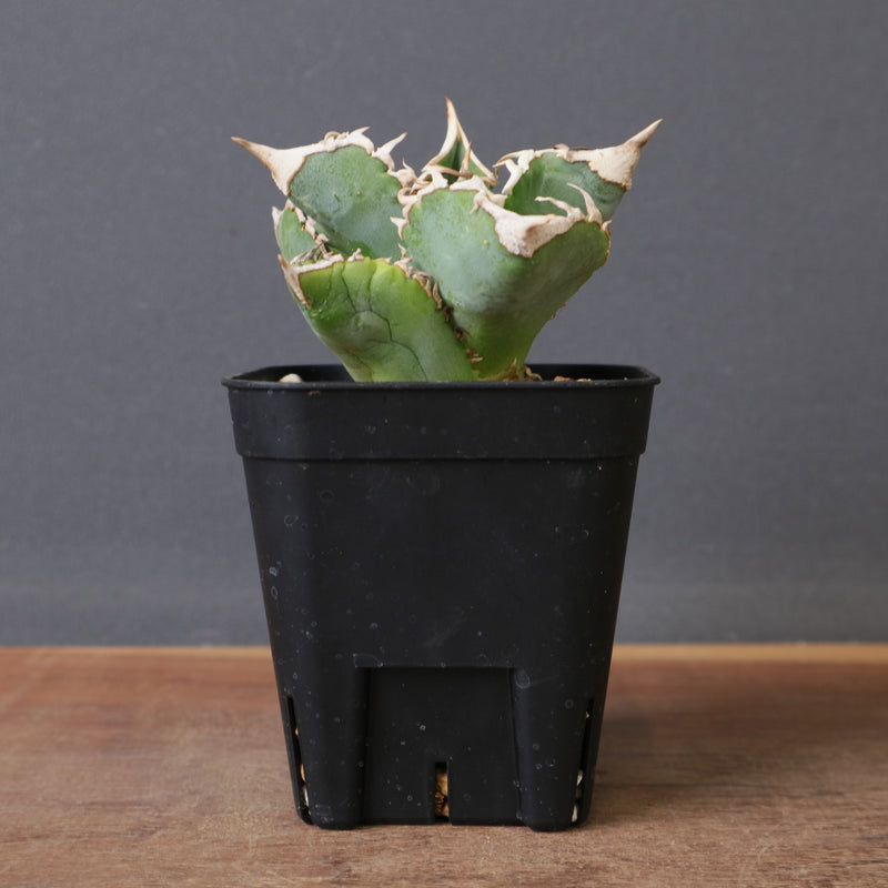 アガベ 白豪刺 EC1448 – TaiShoDo ONLINE SHOP