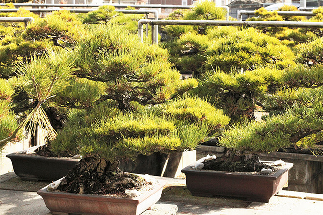 高松盆栽の玄関口を担う「The盆栽」を楽しめる園「尾路旭松園」 | 高松盆栽