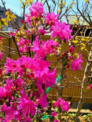 ヨシノツツジ（吉野躑躅）