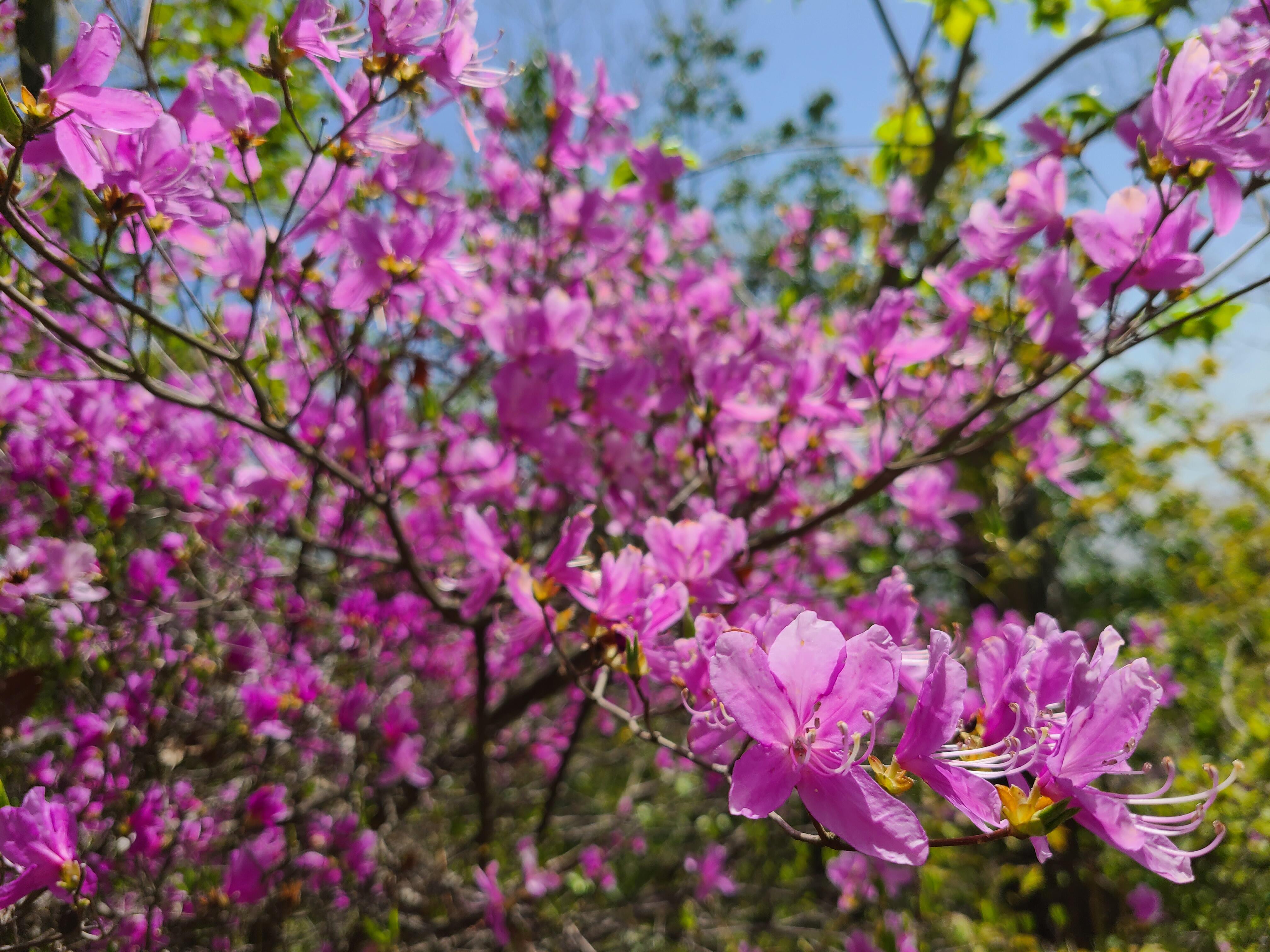 ミツバツツジ群生地 | びわ湖高島観光ガイド