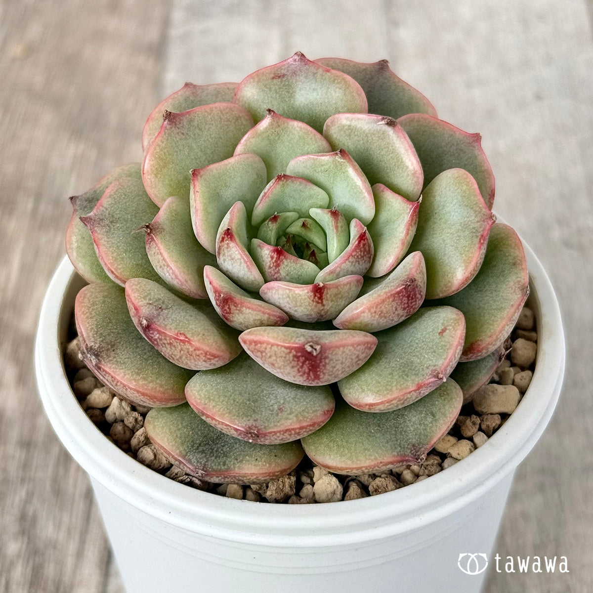 ベンバディス錦 – 多肉植物の通販・販売サイト tawawa