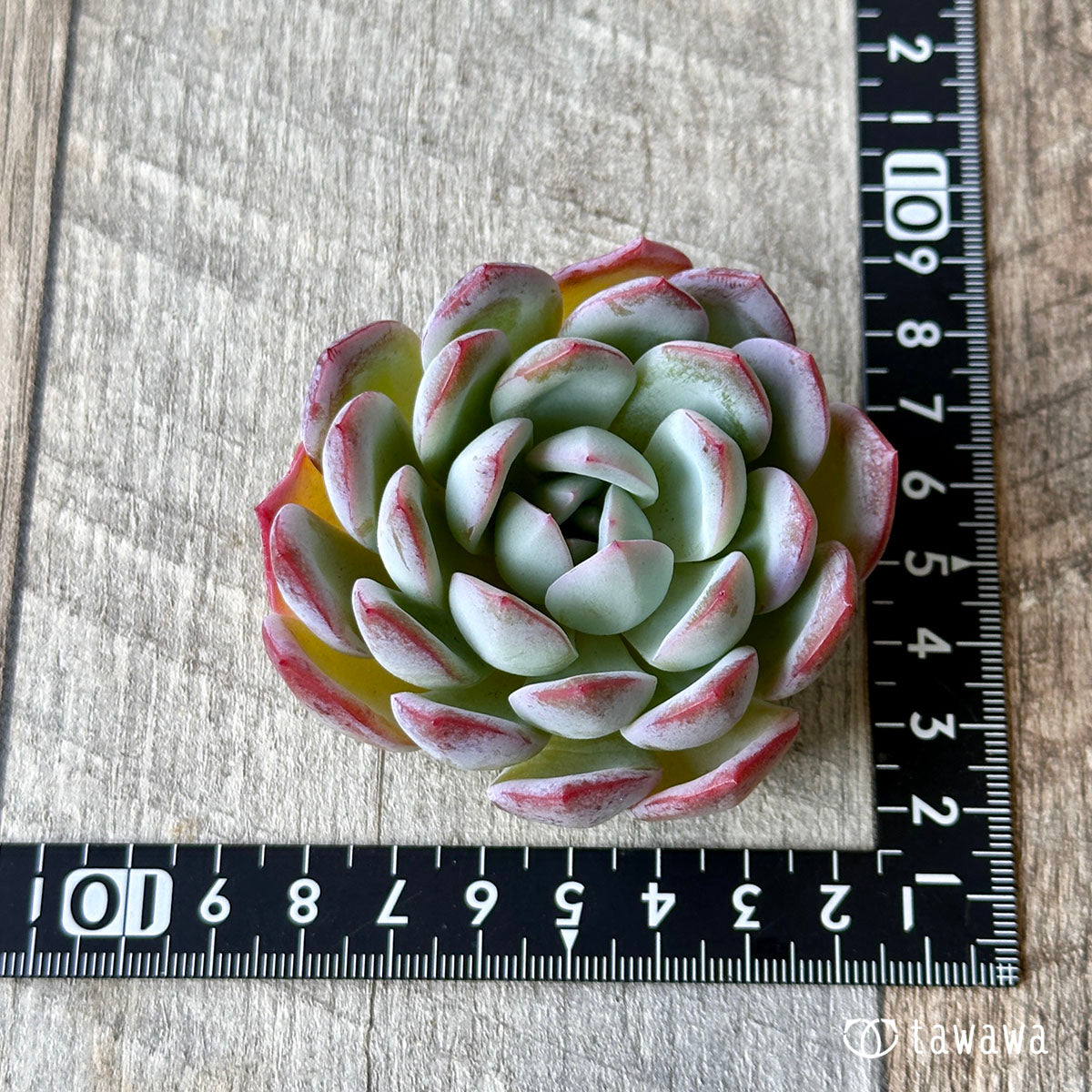 ジェイドグロー – 多肉植物の通販・販売サイト tawawa