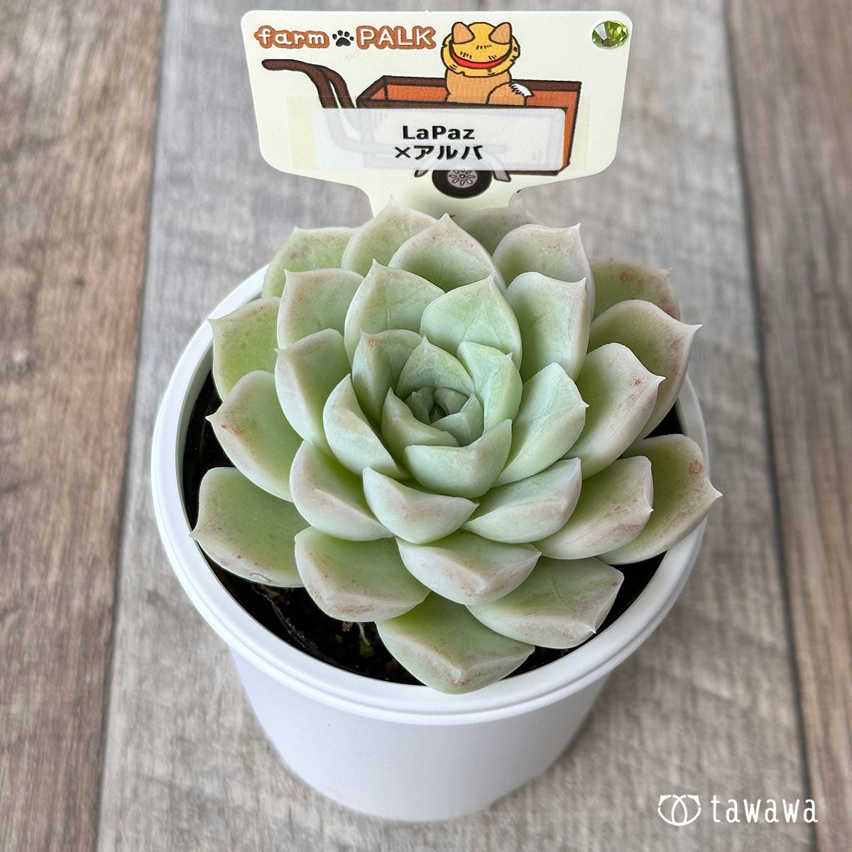 ファームパルク苗 – 多肉植物の通販・販売サイト tawawa