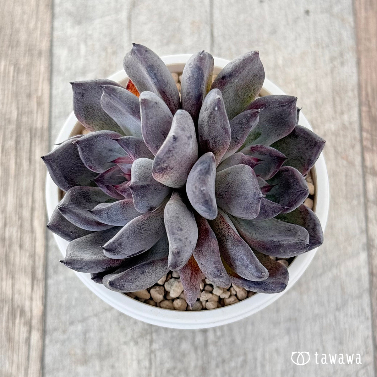 ブラックパール（多頭苗） – 多肉植物の通販・販売サイト tawawa