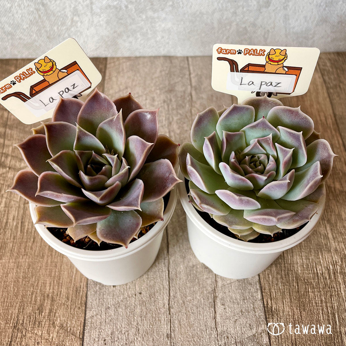 エケベリア – tagged 