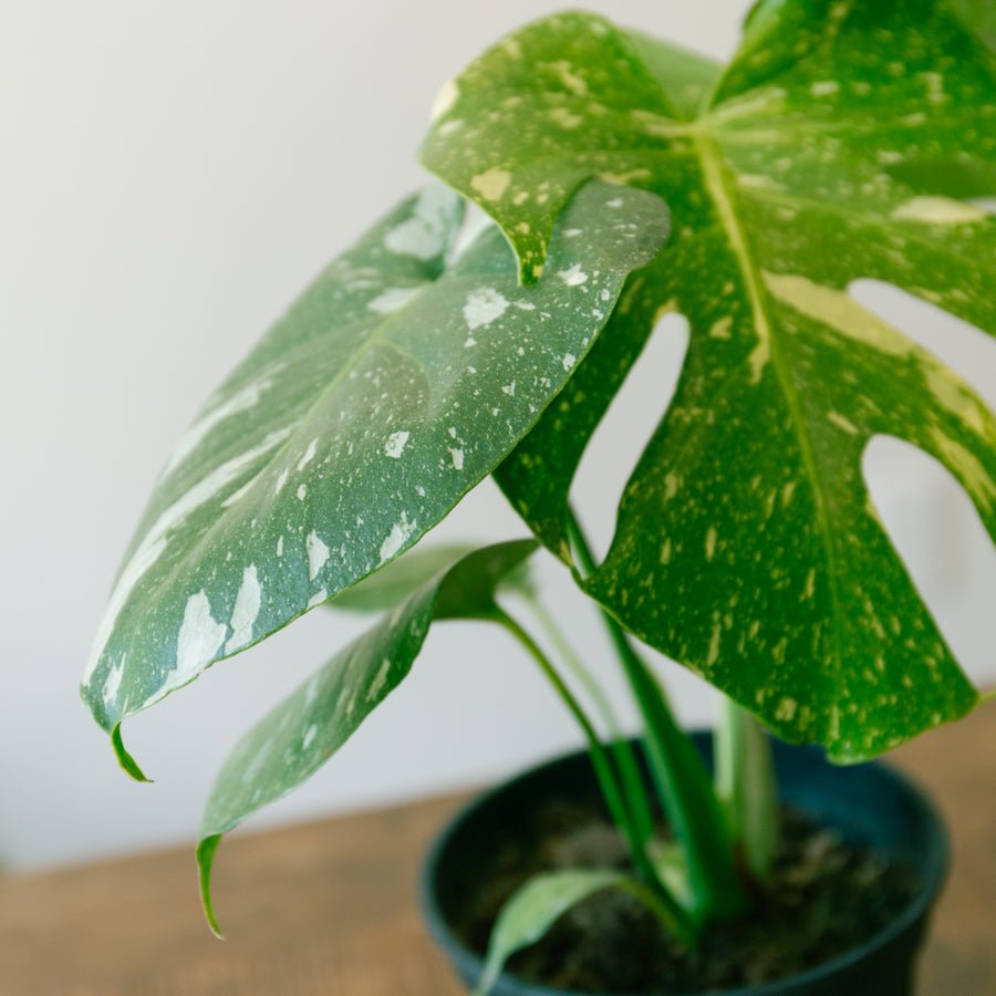 モンステラ タイコンステレーション 5号ならFlower&Plants tette