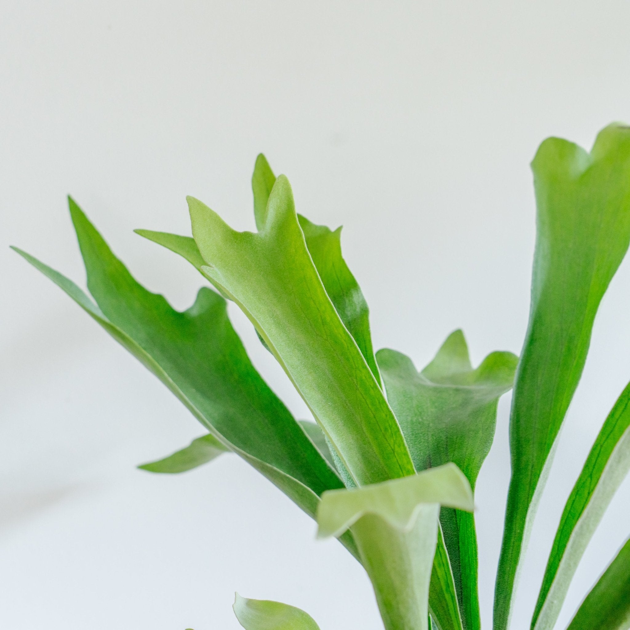 ビカクシダ ネザーランド POTセットならFlower&Plants tette │「手