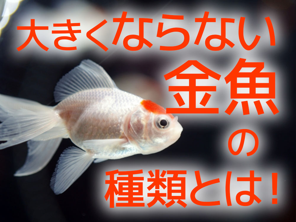 大きくならない金魚の品種5選！大きく育てないポイントも解説します