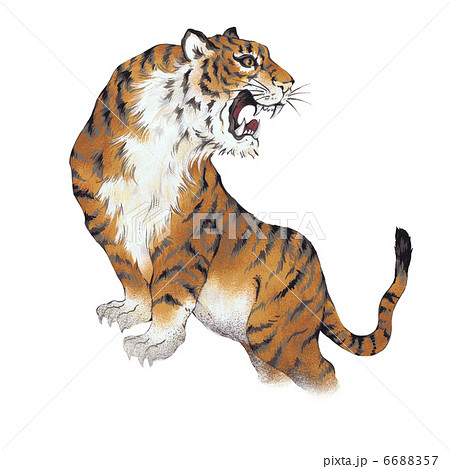 虎079のイラスト素材 [6688357] - PIXTA
