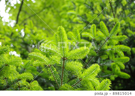 もみの木の新芽の写真素材 - PIXTA