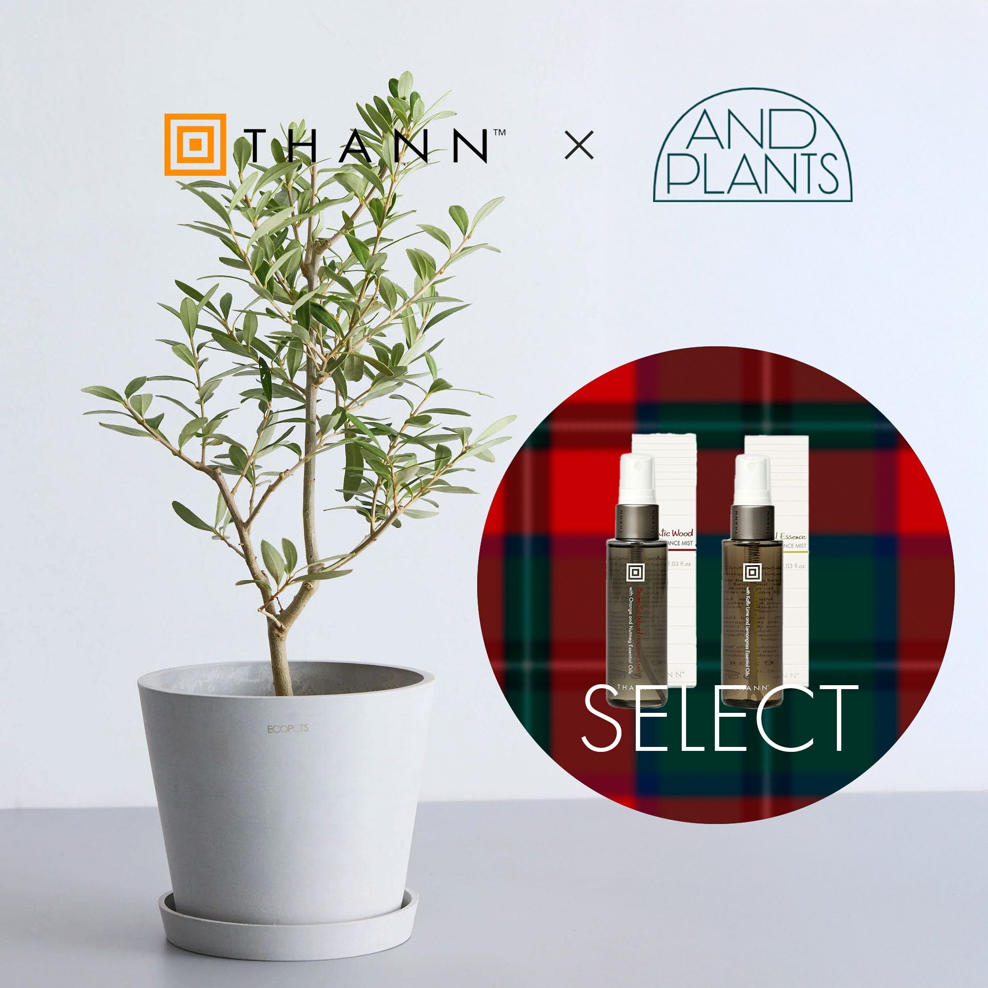 特別コラボ｜数量限定】THANN×アンドプランツ ミスト＆プランツセット