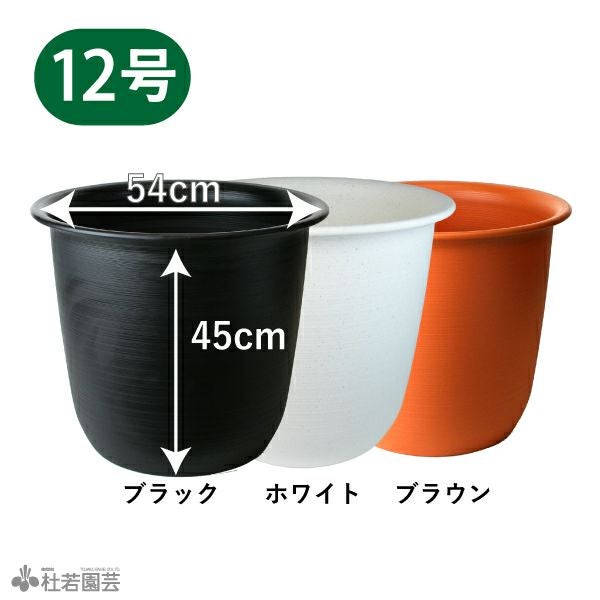 蓮、ハス】東湖白蓮(とうこびゃくれん)【中型種】 | 杜若園芸WEB