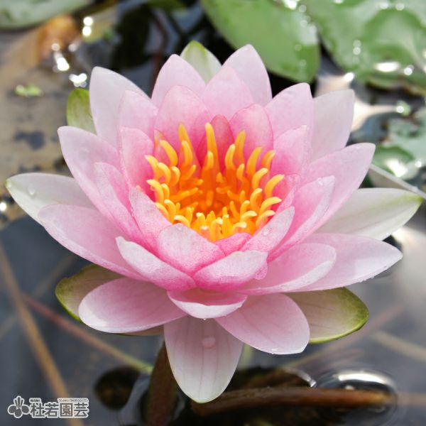 000000002670-01.jpg?size=m&w=