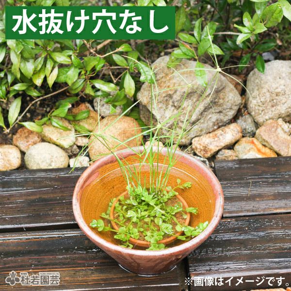 水鉢(陶器・プラ）】睡蓮鉢、メダカ鉢、蓮鉢 通販（販売） | 杜若園芸