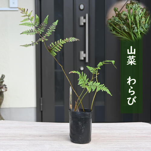 楽天市場】山菜 わらび ポット苗 ワラビ 蕨 10月以降のお届け時期は葉
