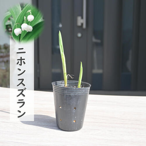 楽天市場】2026年新入荷希少 ニホンスズラン 苗 鈴蘭 日本スズラン 山