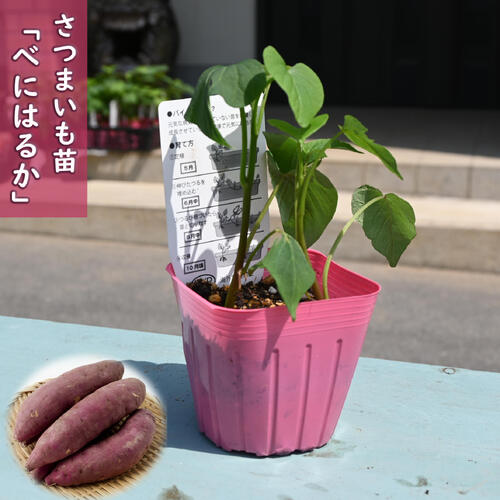 楽天市場】2026年NEW さつまいも ポット苗 べにはるかサツマイモ 紅