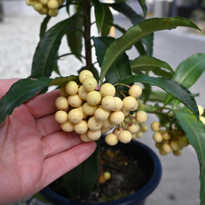 楽天市場】2026年おめでたい縁起の良い樹赤い万両白い万両2月頃まで実