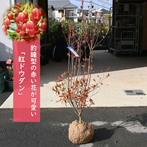 楽天市場】大きい苗 ベニドウダン 寝巻苗紅ドウダン ツツジ