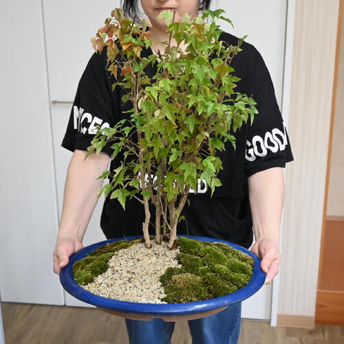 楽天市場】【現品】 秋を楽しむギフト カエデ 寄せ植え 盆栽日本の美