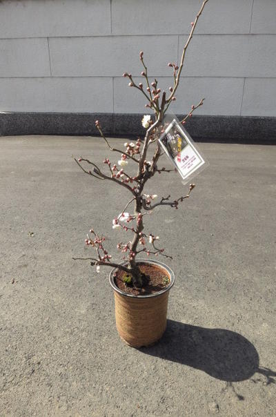 楽天市場】雲竜梅雲龍梅苗2022年2月〜3月に開花します 運気上昇樹