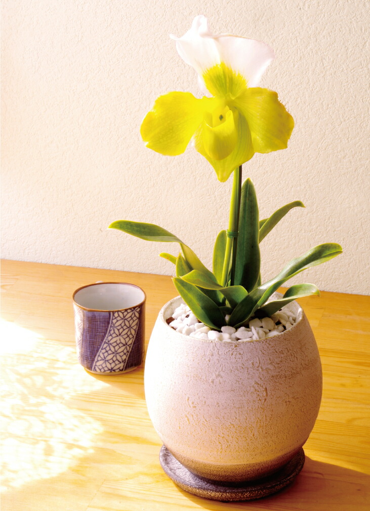 ♡*♡様 洋蘭 6ポット 胡蝶蘭 パフィオペディルム オンシジューム