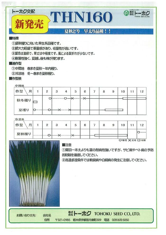 楽天市場】項羽一本太(THN160)【トーホク種苗】 コート5000粒【ネギ