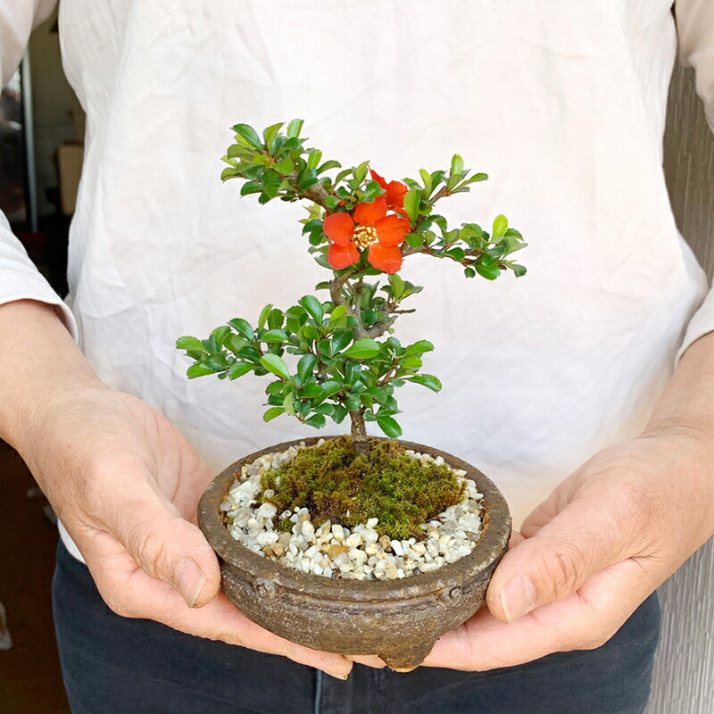 楽天市場】盆栽 長寿梅 紅花 紅長寿梅（べにちょうじゅばい） 紅長寿梅