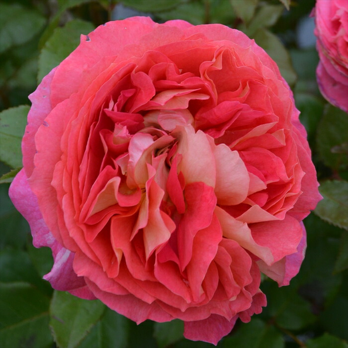 楽天市場】予約販売 バラ苗 バラ大苗 ロサ オリエンティス