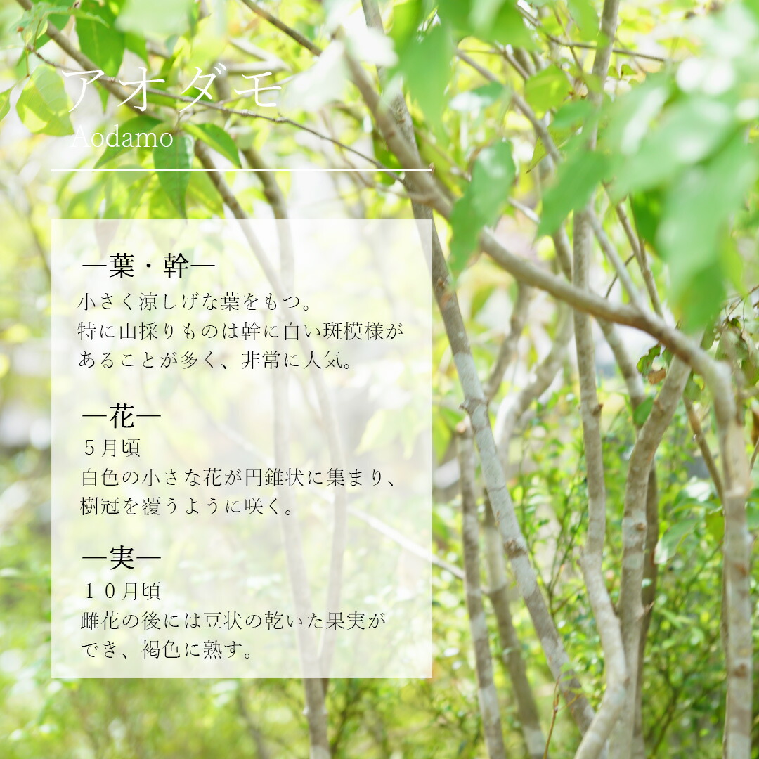 楽天市場】山採り【アオダモ×ヤマボウシ】混合株 山法師 株立ち 自然風