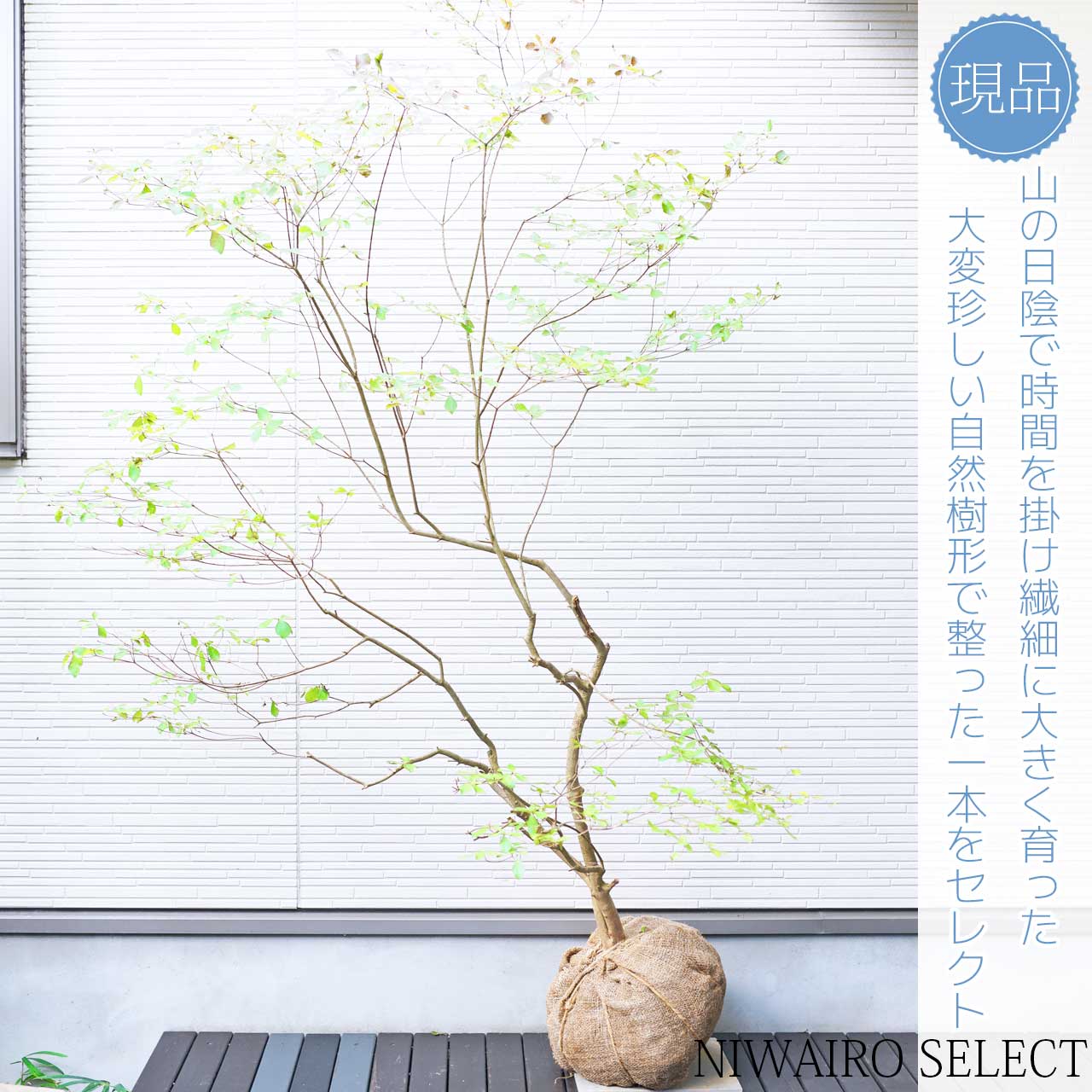 鮮美。山採りドウダンツツジ。 楽天市場】山採り【ドウダンツツジ】 自然樹形 株立ち 樹高H≒200 × 枝