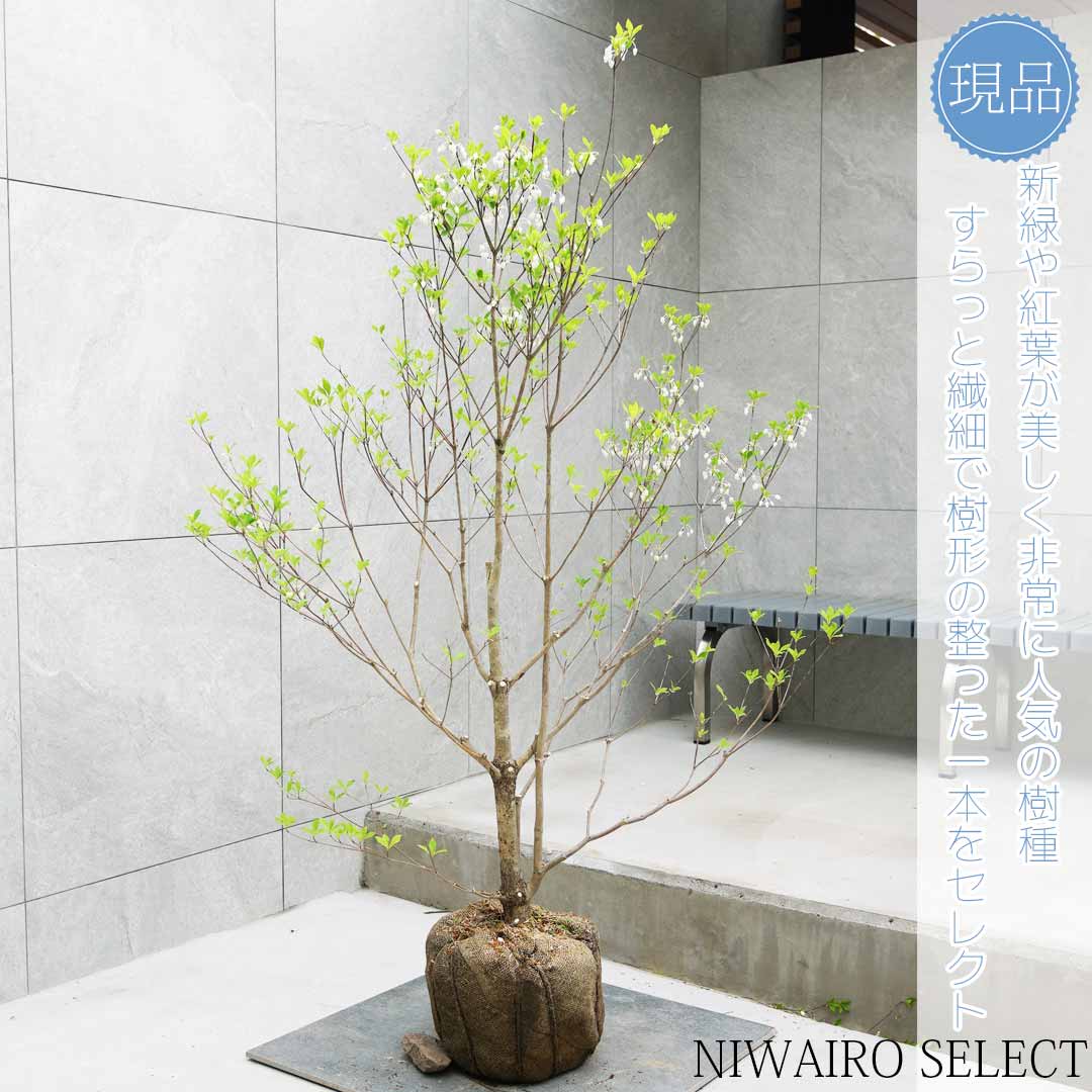 楽天市場】植栽 ドウダンツツジの通販