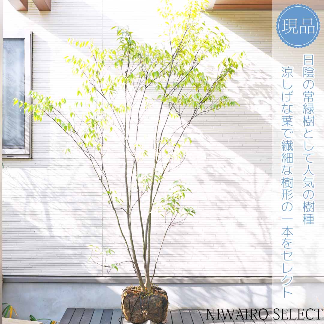 楽天市場】【ハイノキ】 株立ち 自然樹形 雑木風 樹高H≒205 × 枝張W