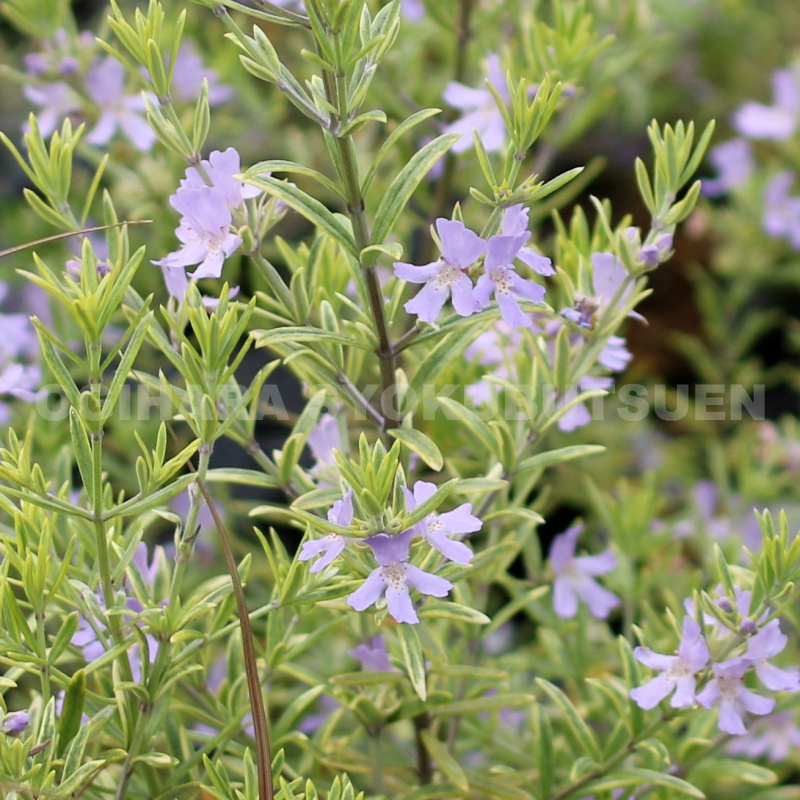 楽天市場】ウエストリンギア 'モーニング ライト' : おぎはら植物園