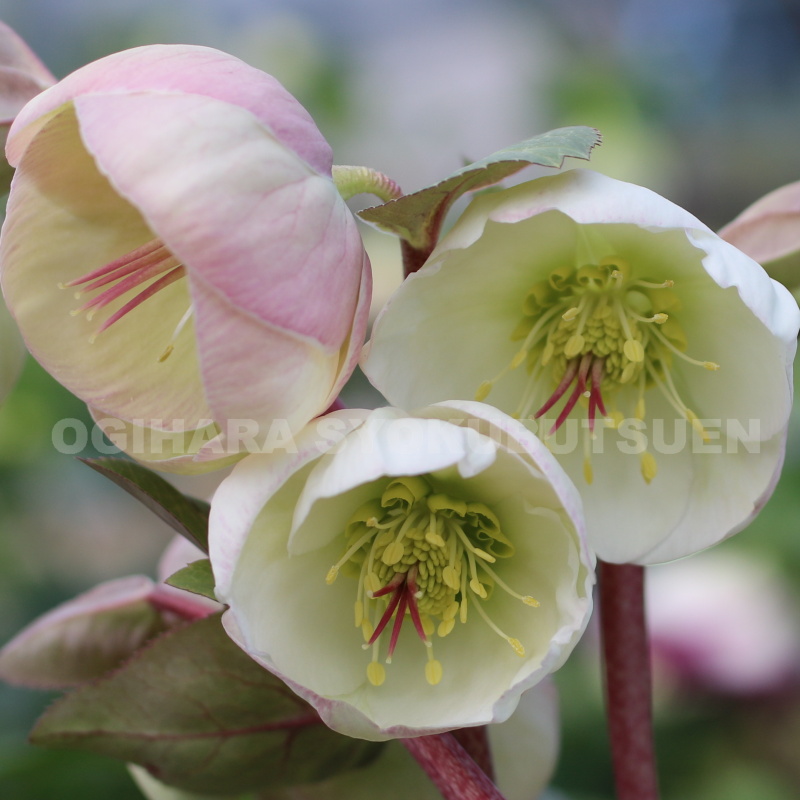 楽天市場】クリスマスローズ 'ムーン ダンス' 小苗 : おぎはら植物園