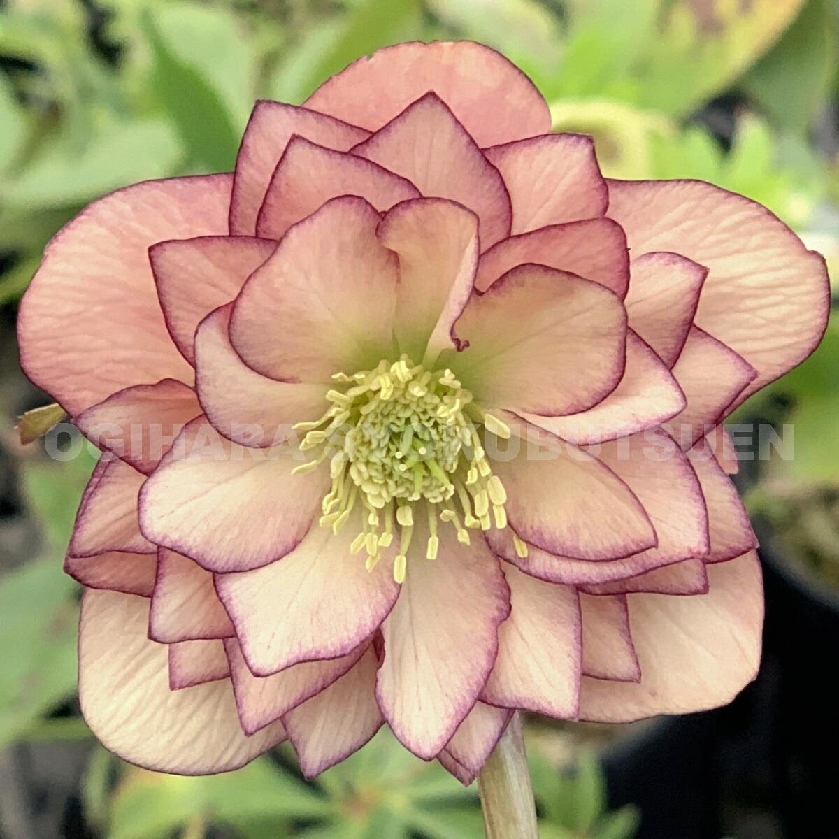 楽天市場】クリスマスローズ アプリコット ピコティ ダブル 大苗 : お