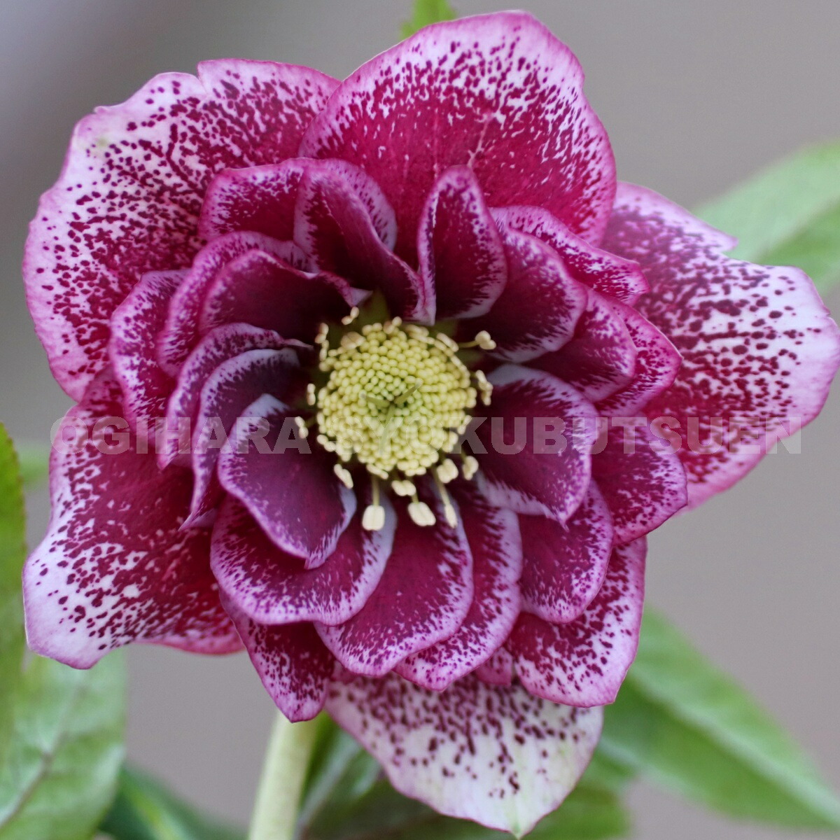 楽天市場】クリスマスローズ ピンク ブロッチ ダブル 大苗 : おぎはら