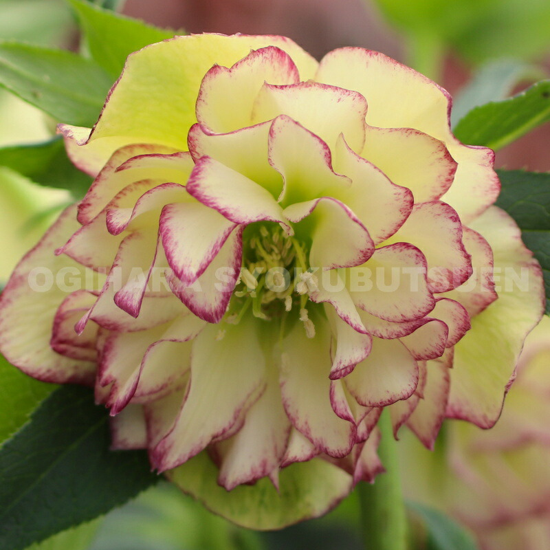 楽天市場】クリスマスローズ 多弁ダブル イエロー ピコティ系 大苗