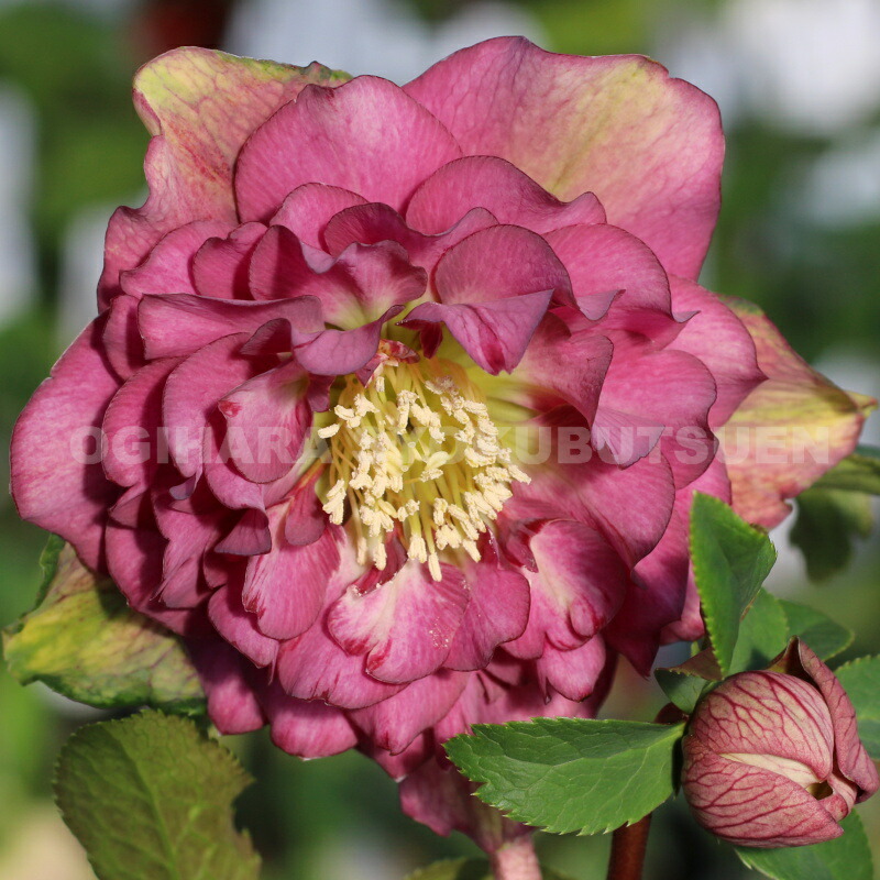 楽天市場】クリスマスローズ 多弁ダブル レッド系 大苗 : おぎはら植物園