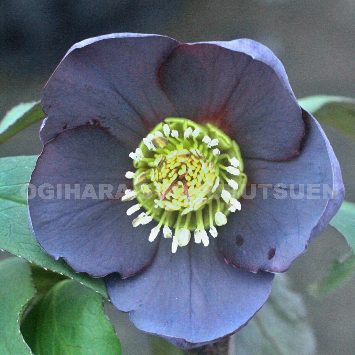 楽天市場】クリスマスローズ ブルー系（シングル）大苗 : おぎはら植物園