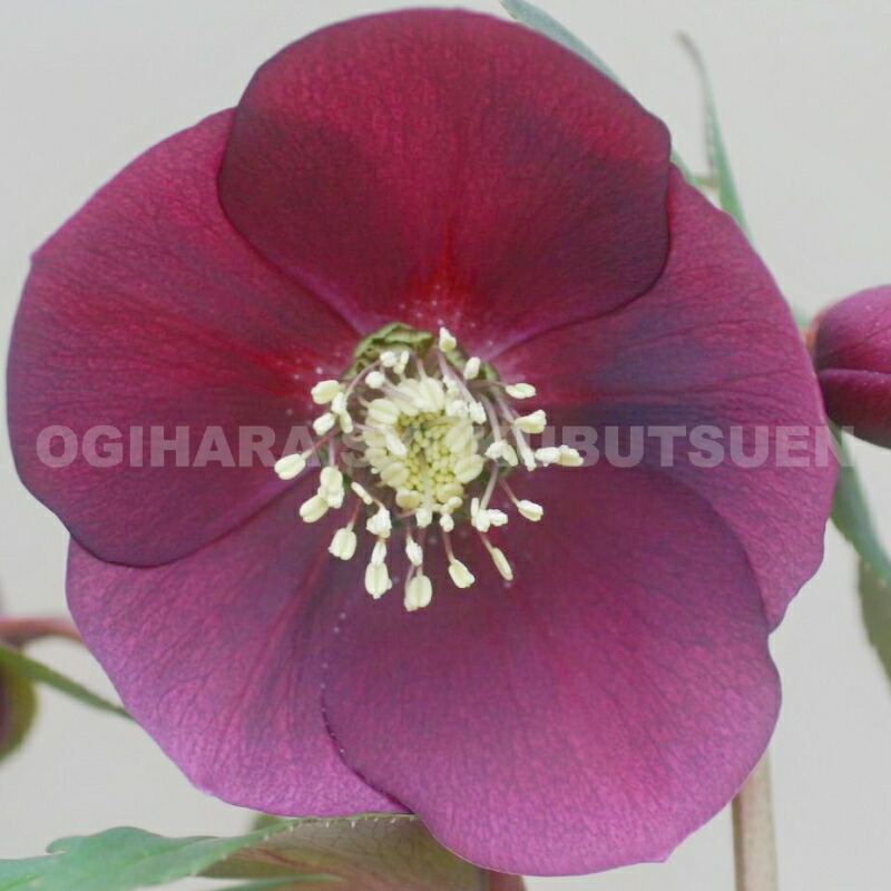 楽天市場】クリスマスローズ 紫系（シングル）大苗 : おぎはら植物園